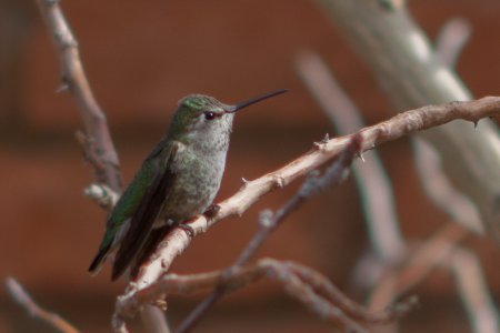 Een kolibrie in het Desert Museum